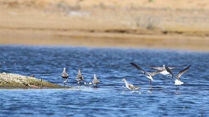Bataklık düdükçünü
