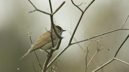 Eurasian Blackcap