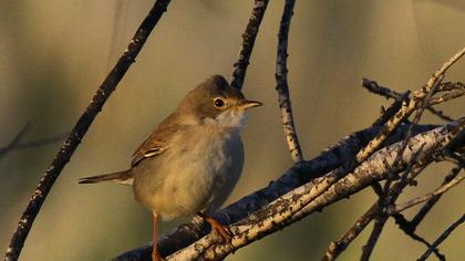 Akgerdanlı ötleğen