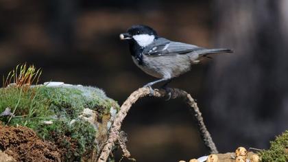 Coal Tit