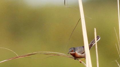 Bıyıklı ötleğen