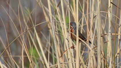 Bıyıklı ötleğen