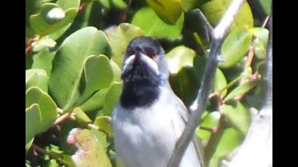 Karaboğazlı ötleğen