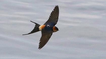 Kızıl kırlangıç