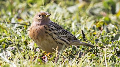 Kızılgerdanlı incirkuşu