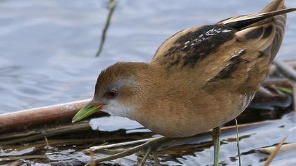 Little Crake
