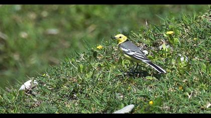 Sarıbaşlı kuyruksallayan