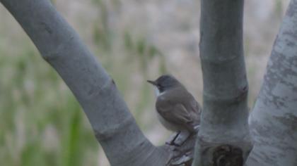 Lesser Whitethroat
