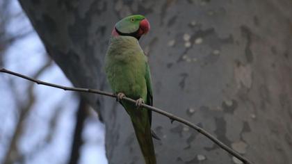 İskender papağanı