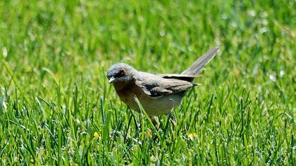 Bıyıklı ötleğen