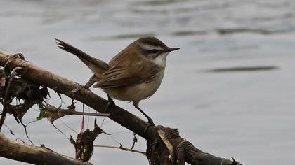 Bıyıklı kamışçın
