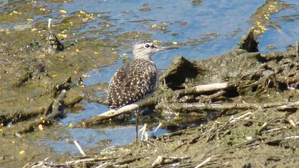 Orman düdükçünü