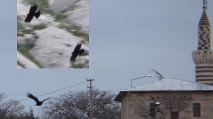 Kırmızıgagalı dağ kargası