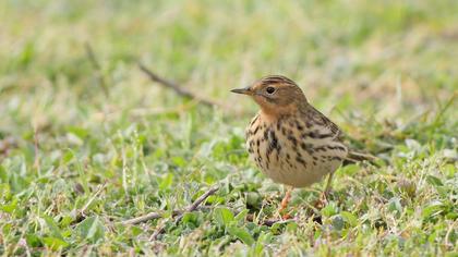 Kızılgerdanlı incirkuşu