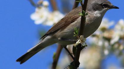 Küçük akgerdanlı ötleğen