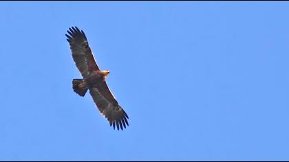 Küçük orman kartalı