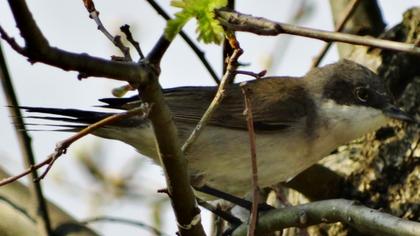 Küçük akgerdanlı ötleğen