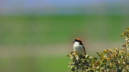 Woodchat Shrike