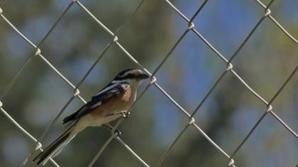 Maskeli örümcekkuşu