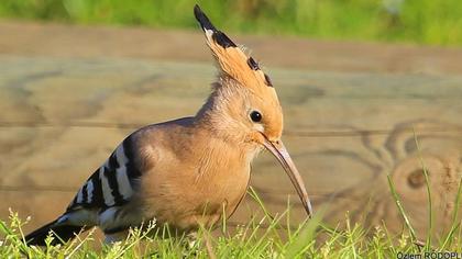 Eurasian Hoopoe