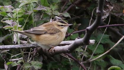 Kındıra kamışçını