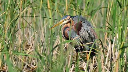 Erguvani balıkçıl
