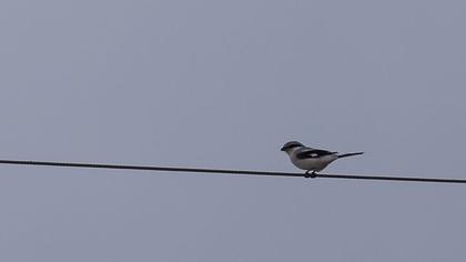 Büyük örümcekkuşu