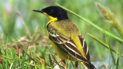 Sarı kuyruksallayan