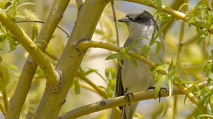 Küçük akgerdanlı ötleğen