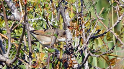 Akgerdanlı ötleğen
