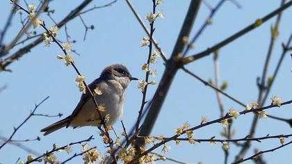 Küçük akgerdanlı ötleğen