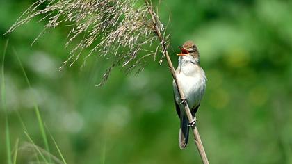 Büyük kamışçın