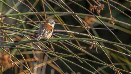 Eurasian Penduline Tit
