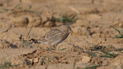 Türkistan çorak toygarı