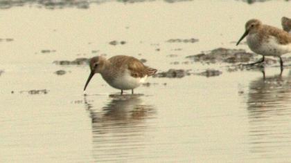 Karakarınlı kumkuşu