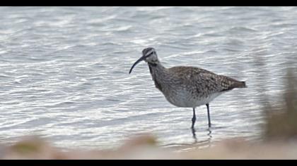 Sürmeli kervançulluğu