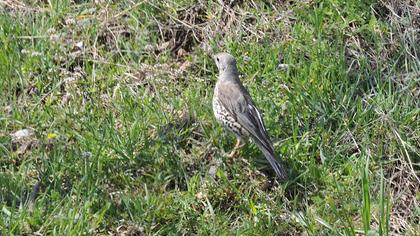 Mistle Thrush