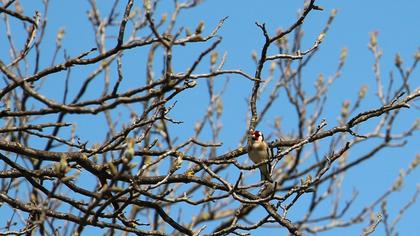 European Goldfinch