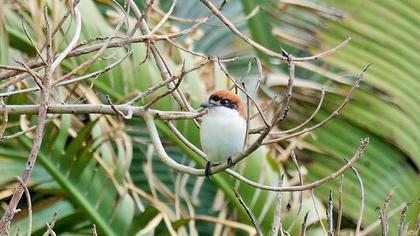 Kızılbaşlı örümcekkuşu