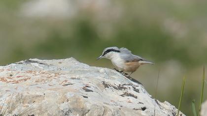 Büyük kaya sıvacısı