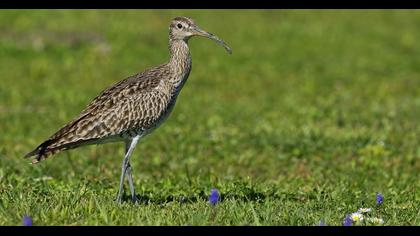 Sürmeli kervançulluğu