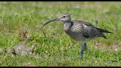 Sürmeli kervançulluğu