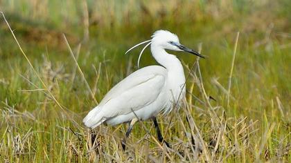 Küçük ak balıkçıl