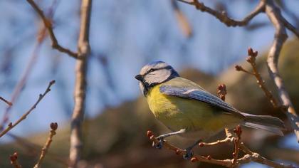 Eurasian Blue Tit