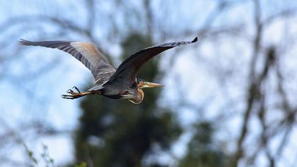 Erguvani balıkçıl
