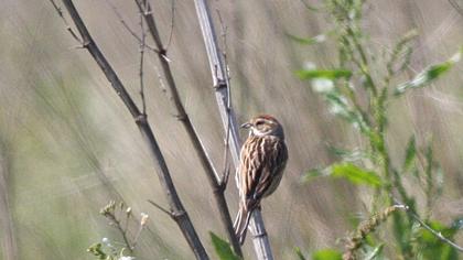 Bataklık Kirazkuşu