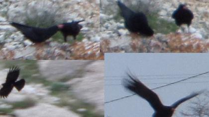 Kırmızıgagalı dağ kargası