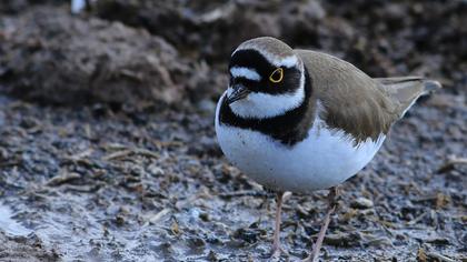 Halkalı küçük cılıbıt