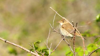 Çalı kamışçını