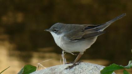 Akgerdanlı ötleğen